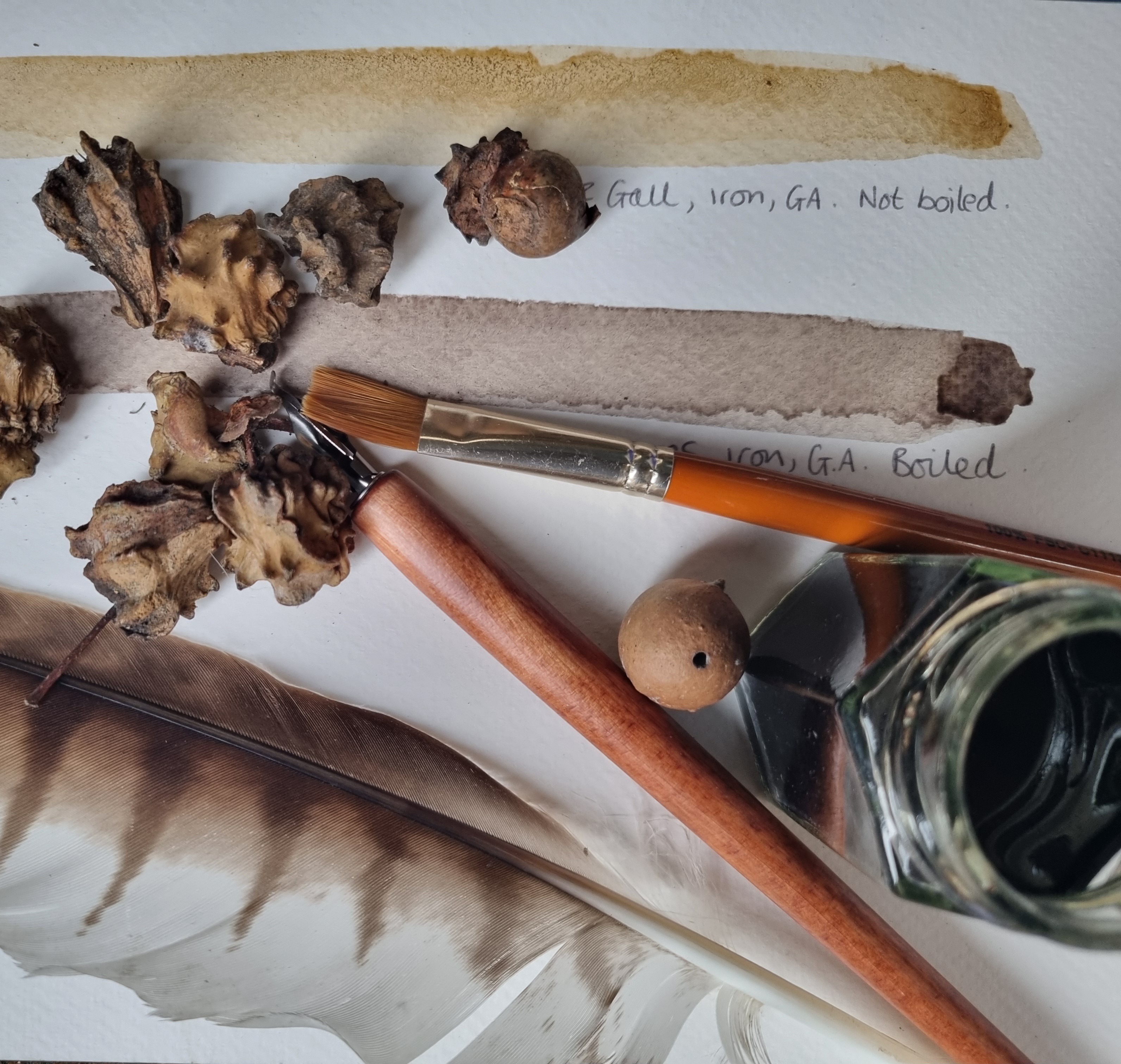 Inspired by Nature - ink making with oak galls
