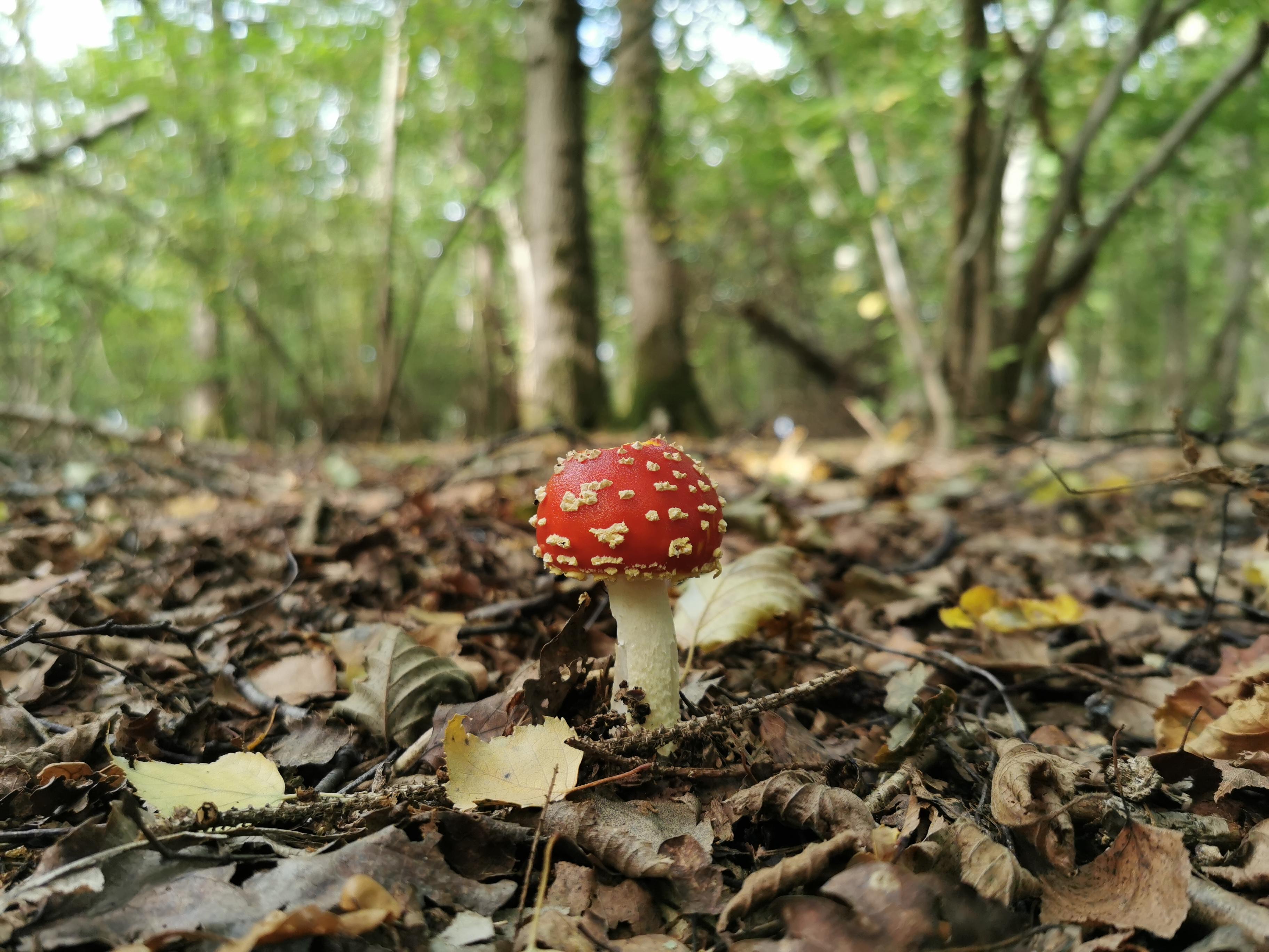 Mushroom